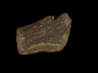 藏品(鹿角基部)的圖片